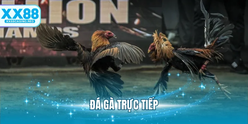 Đá Gà Trực Tiếp XX88 - Theo Dõi Chọi Kê Siêu Bùng Nổ 4 Đá Gà Trực Tiếp XX88 - Theo Dõi Chọi Kê Siêu Bùng Nổ